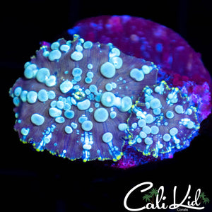 Moon Bounce Shroom Double