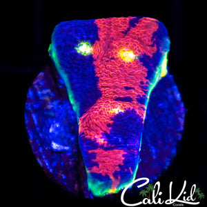 Insane Rainbow Chalice