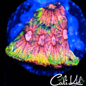 CK Pink Plasma Favia