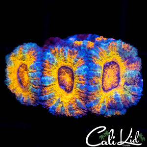Ultra Acan Quad