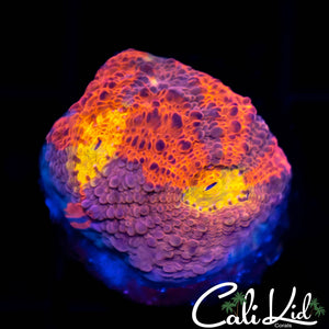 Rare Pink Base Rainbow Chalice