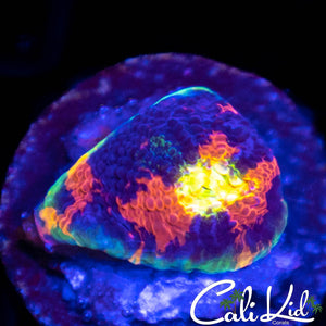 CK Euphoria Chalice