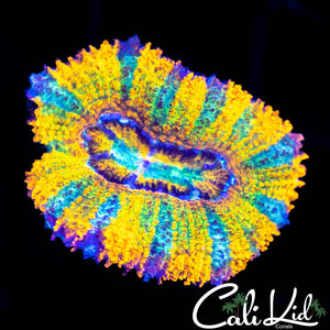 CK Pineapple Xpress Acan
