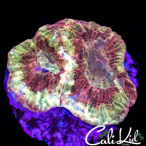 Rare Gold Speckled Favia
