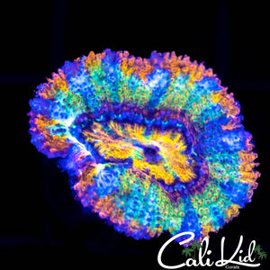 Insane Rainbow Acan