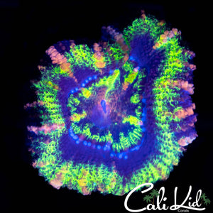 Ultra Pink Skirt Acan