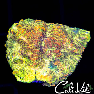 Yellow / Red Ultra Favia