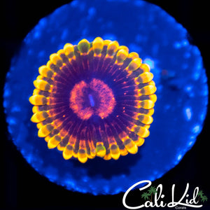 Mind Trick Zoa