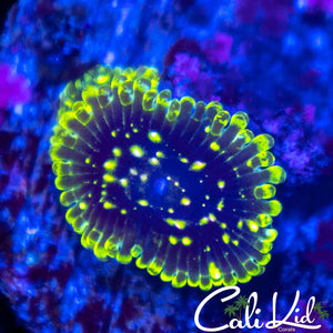 Exosphere Zoa