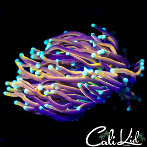 Ultra Indo Gold Torch - Aquacultured