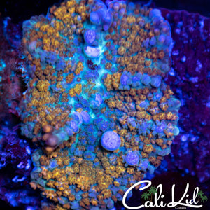 CK Rainbow Kush Bounce
