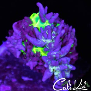 CK Magneto Mushroom