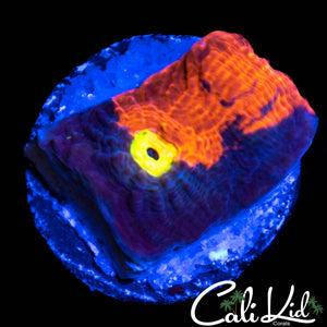 Half & Half Rainbow Chalice