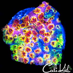 Insane Rainbow Cyphastrea