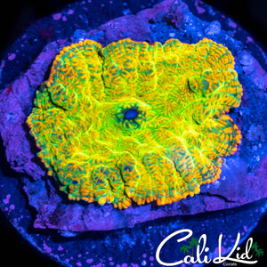 Ultra Rainbow Rhodactis