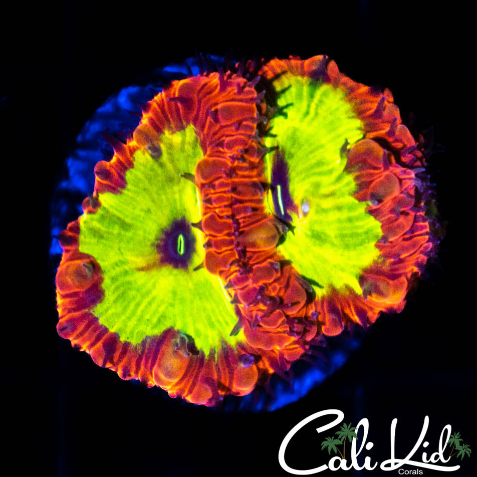 Indo Rainbow Blasto Double