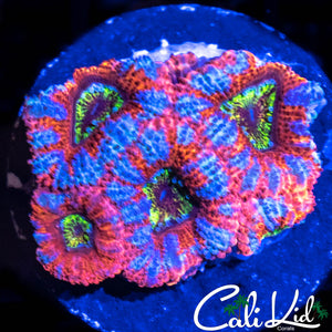CK Canary Blue Acan Mini Colony