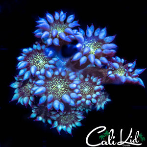 CK Blueberry Glitter Goni "New Release"