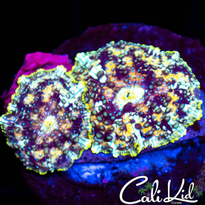 Golden Leopard Disco Double