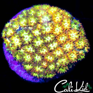 Orangesicle Short Tentacle Goni