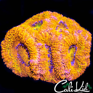 Ultra Acan Mini Colony