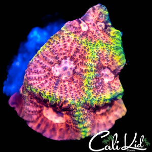 CK Pink Plasma Favia