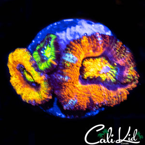 Insane Rainbow Acan Triple