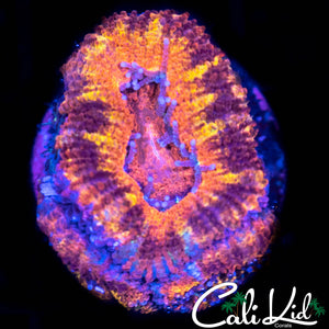 CK Dr Death Acan w/ babies