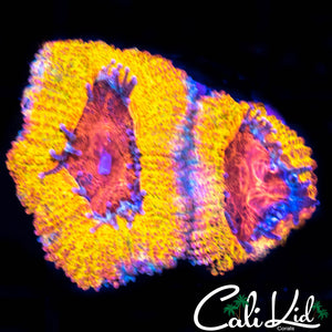 CK Golden Lantern Acan Double