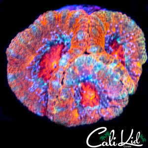 Ultra Acan Morph Triple