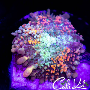 CK Rainbow Carpet Shroom