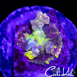 CK Bugaloo Bounce Mushroom