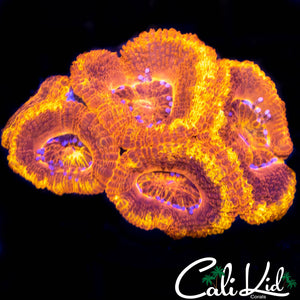 Flamethrower Acan Quad