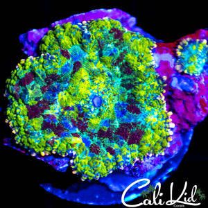 Rare Stained Glass Mushroom w/ Baby