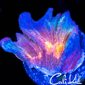Ultra Pink Pectinia