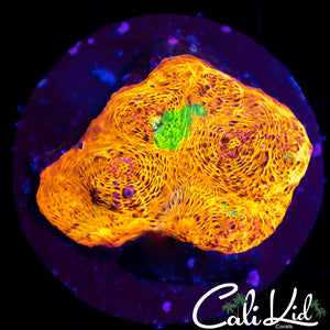 CK Sour Twist Chalice Large Frag