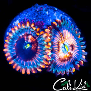 CB White Zombie Double