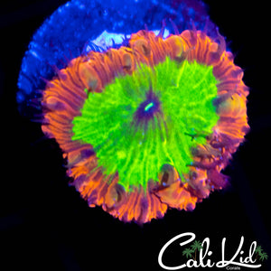 Indo Rainbow Blasto