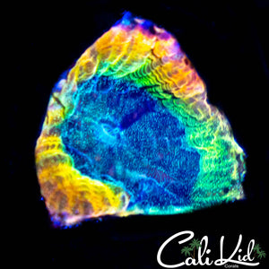 CK Delirium Favia