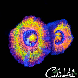 Insane Rainbow Acan Double