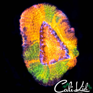 CK Jawbreaker Acan