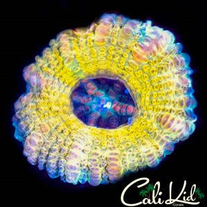 CK Sun Glow Acan