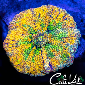 Ultimate Rainbow Yuma