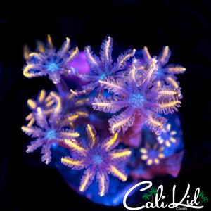 Rainbow Clove Polyps Frag