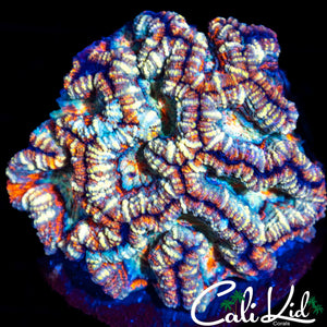 Rainbow Wilsoni Chunk