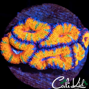 Ultra Rainbow Acan Mini Colony