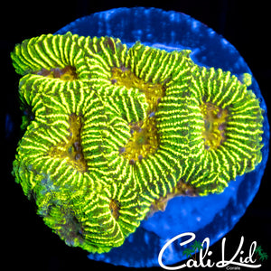 Ultra Prism Platy