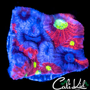 Ultra War Coral