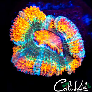 CK T&C Surf Acan