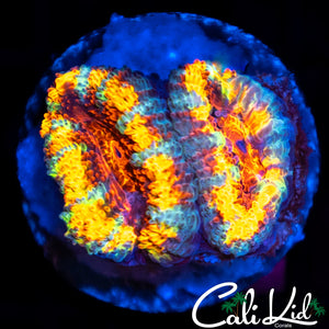 Ultra Rainbw Acan Double